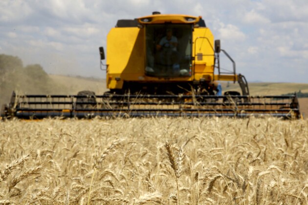Trigo lidera na produção nacional de trigo