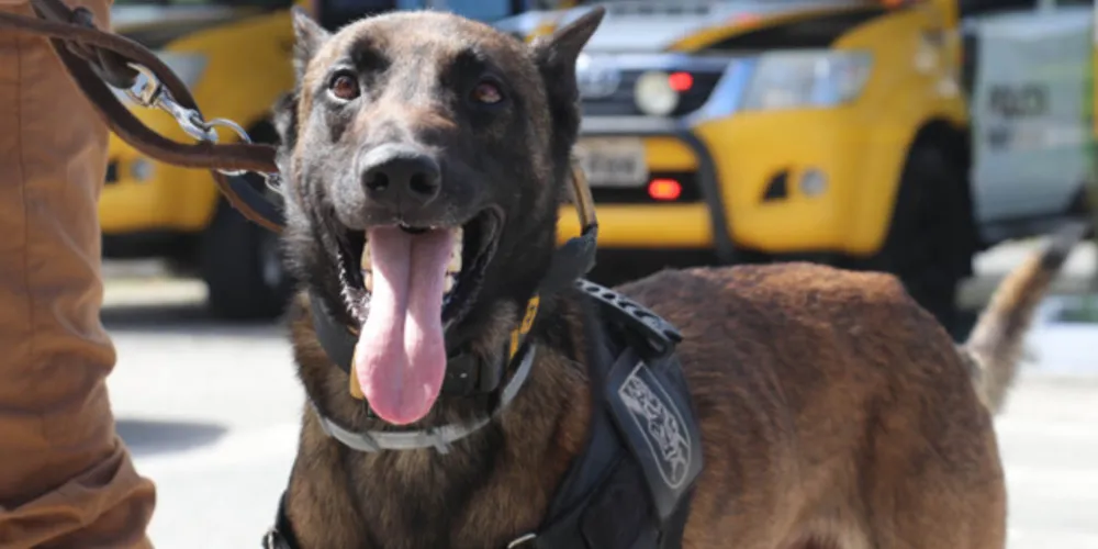 O diferencial das abordagens com cães de faro é a agilidade na busca e a eficiência dos resultados