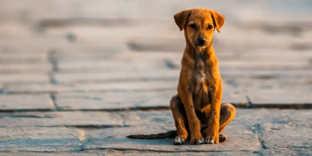 Poder Legislativo criou leis para combater violência animal no Estado.