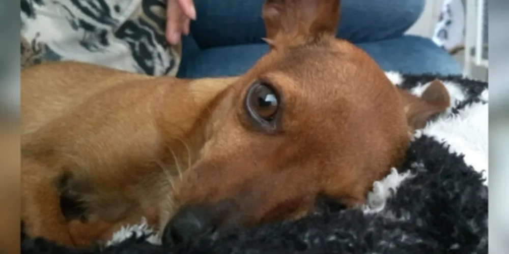 Tiquinho, pinscher idoso que desapareceu em PG.