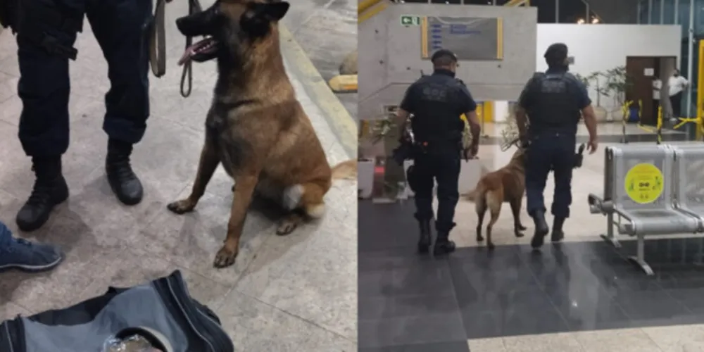 Imagem ilustrativa da imagem Cão encontra droga em ônibus na rodoviária de PG