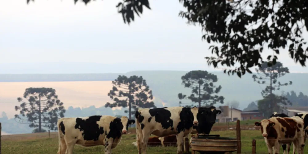 Bacia leiteira cresceu nas últimas décadas nos Campos Gerais