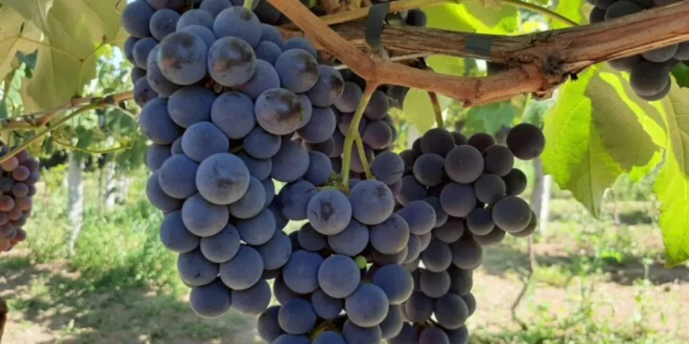 Antecipação da comercialização da uva foi anunciada pelo secretário de Agricultura.