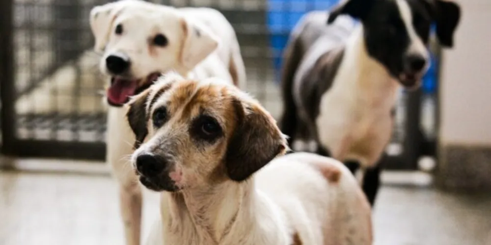 Clínicas credenciadas iniciarão os atendimentos com previsão de 30 castrações mensais