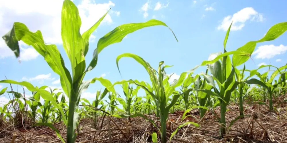 Expectativa do Deral é que o Estado colha 4,1 milhões 
de toneladas