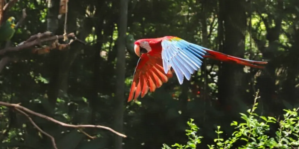 Recursos são advindos de acordo judicial com a Petrobras que serão utilizados no meio ambiente.