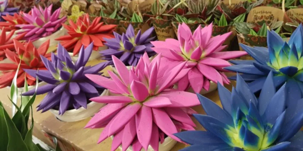 Suculentas coloridas, orquídea bailarina e bonsais são destaques na exposição.