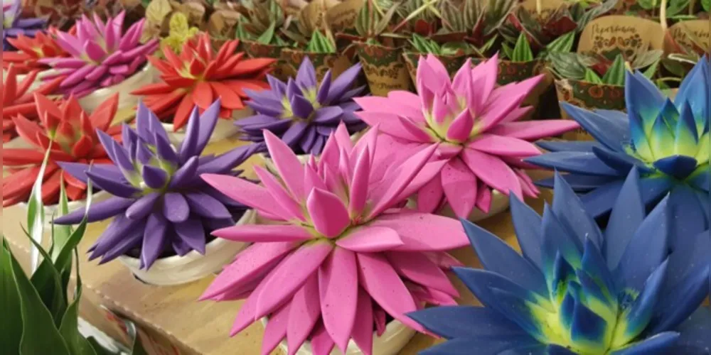 Suculentas coloridas, orquídea bailarina e bonsais são destaques na exposição.