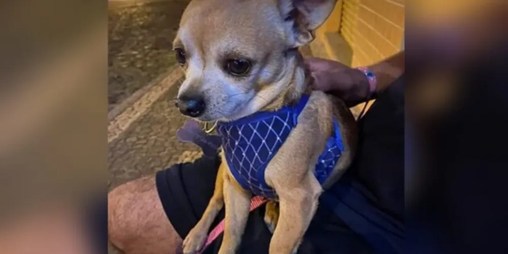 Família oferece recompensa de R$ 500 para quem encontrar e devolver o cãozinho