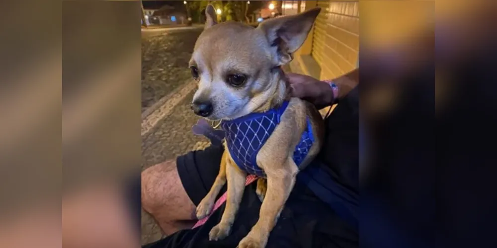 Família oferece recompensa de R$ 500 para quem encontrar e devolver o cãozinho