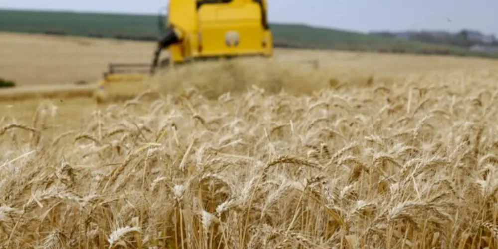 Em 2020, em uma área de 30 mil hectares, a cidade produziu pouco mais de 15% de toda a colheita paranaense de trigo
