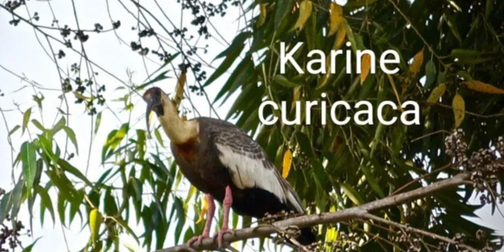 Imagem ilustrativa da imagem Videoaula leva conceitos sobre a fauna para 5º ano de Irati