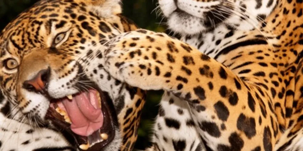 Perspectiva é de que mais de 2,2 mil animais sejam atendidos
