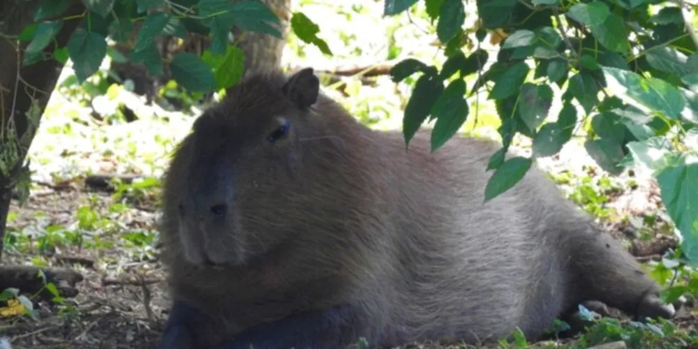 Resistentes à ação do ser humano, as capivaras costumam ser observadas vivendo até nas margens de rios 