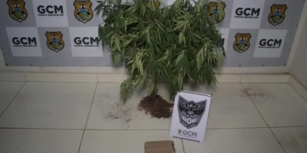 A droga totalizou aproximadamente 387 gramas e a planta tinha 80 centímetros. 