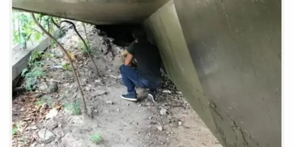 Imagem ilustrativa da imagem Homem é detido após abusar sexualmente de cães
