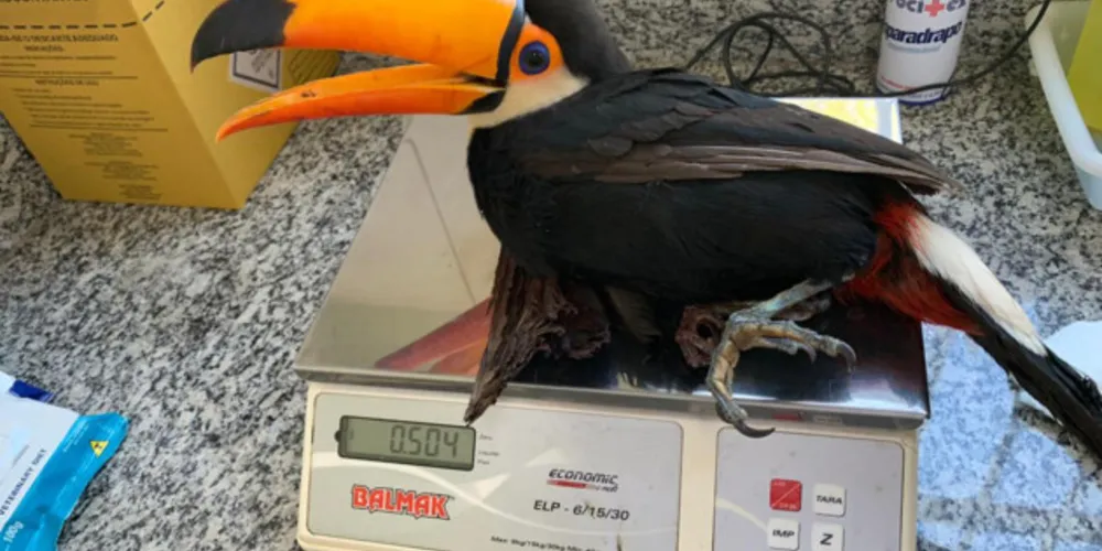 Centros de apoio do Paraná reabilitaram 3,9 mil animais silvestres 