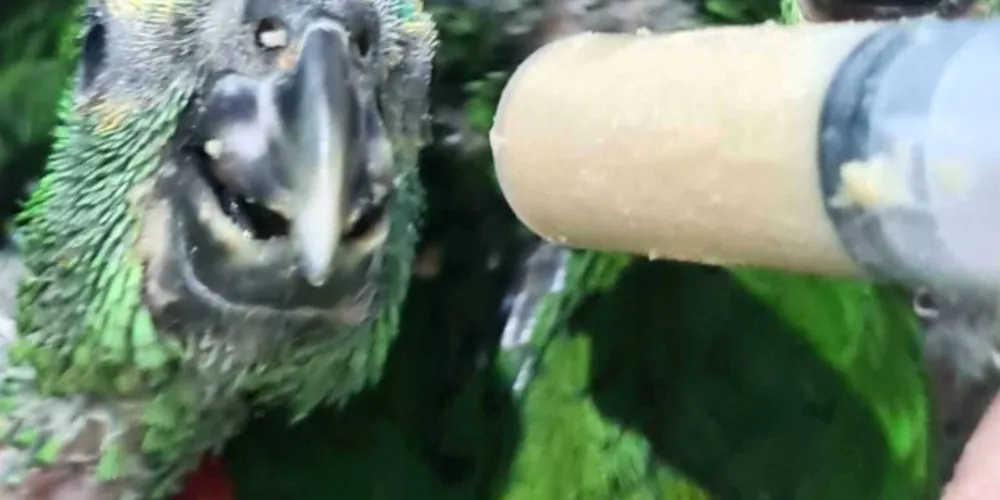 As aves foram diagnosticadas com uma doença que pode ser transmissível para outros animais e humanos.