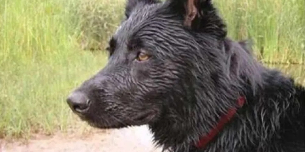 Cãozinho abandonado decidiu ir até a sua antiga casa, morder o dono e depois sumiu do mapa