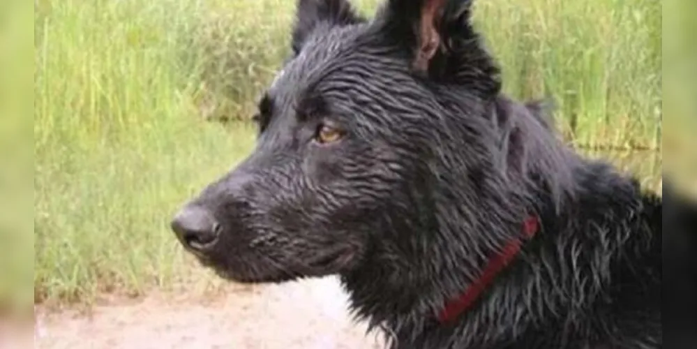 Cãozinho abandonado decidiu ir até a sua antiga casa, morder o dono e depois sumiu do mapa