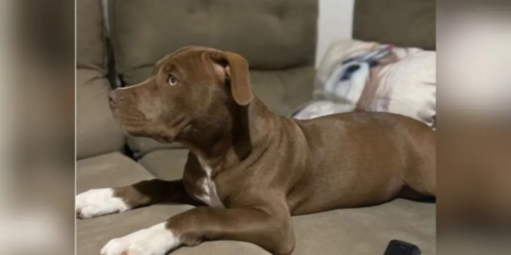 A família está oferecendo o pagamento imediato de recompensa.