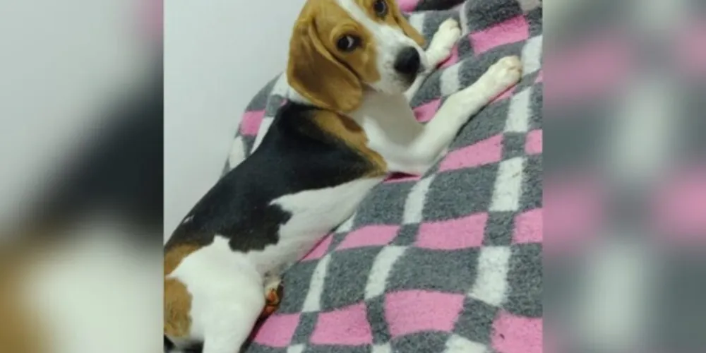 A Mel desapareceu próximo ao residencial Campo Belo.