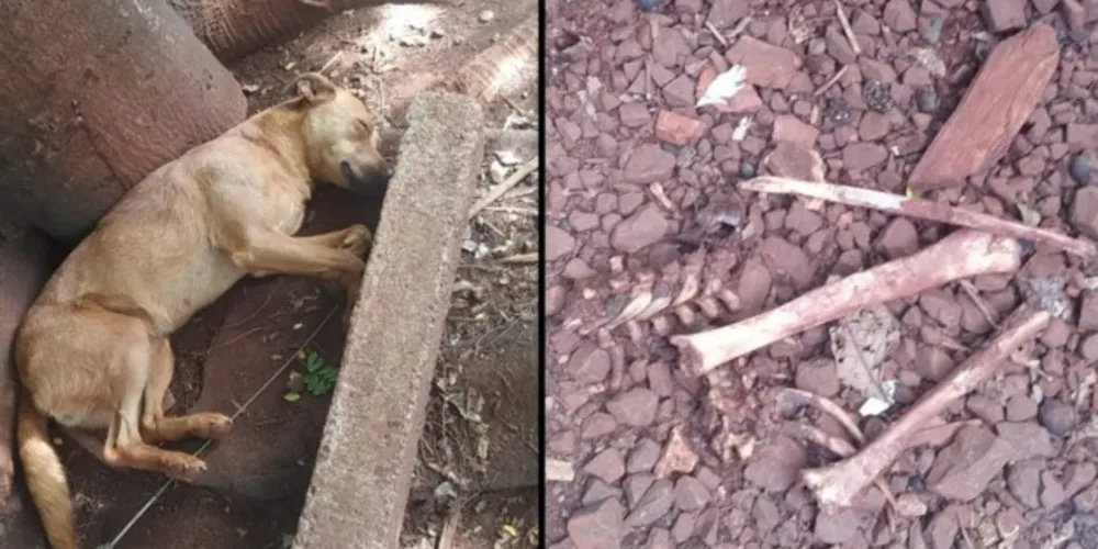 Cachorrinho responsável pelo achado dormindo e partes dos ossos.
