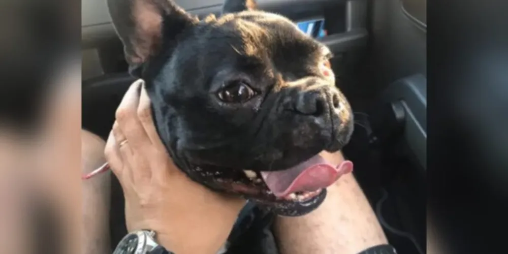 Pyter morreu em um hotel para cães em Piraquara.