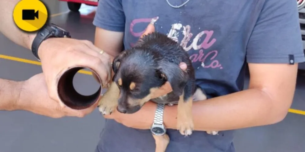 O filhote ficou com a cabeça presa dentro de um cano de metal e não conseguia respirar.