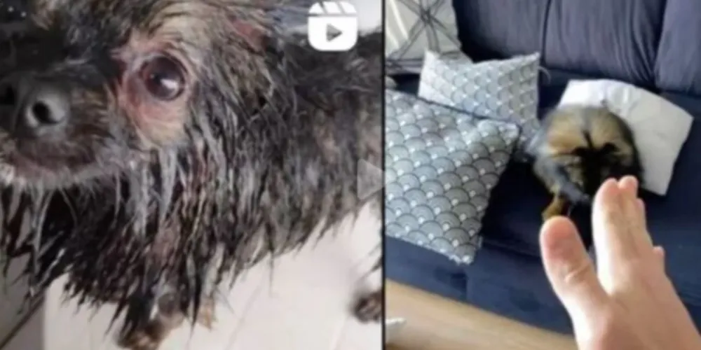 O cãozinho chegou a ser levado para uma clínica veterinária, porém, ele não resistiu aos ferimentos