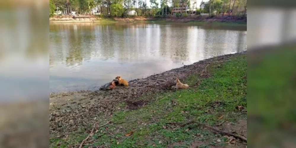 Mulher Cega desmaia na beira de rio e é salva por dois cães