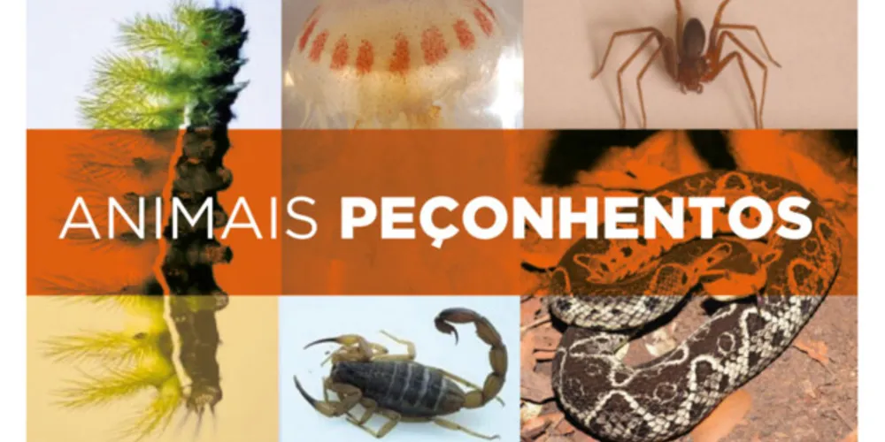 Secretaria alerta para cuidados em caso de acidentes com animais peçonhentos no verão