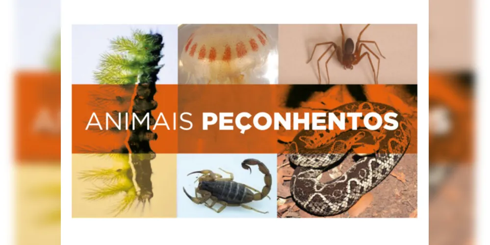 Secretaria alerta para cuidados em caso de acidentes com animais peçonhentos no verão