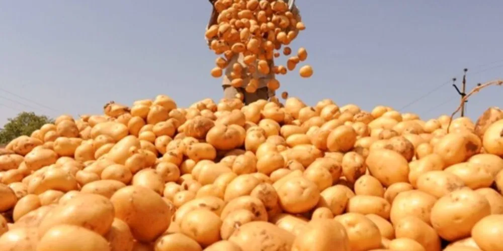 Cesta básica custa 67% de um salário mínimo em Ponta Grossa, aponta pesquisa da UEPG
