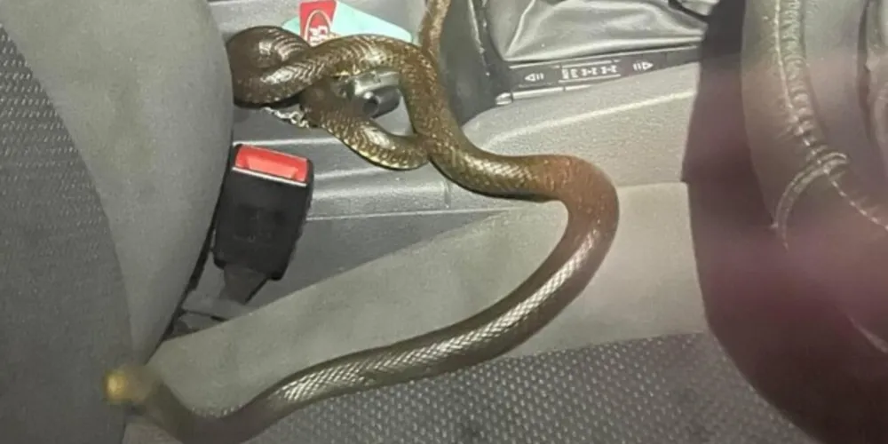 Motorista demorou para ver a serpente, que tem o segundo veneno mais perigoso do mundo