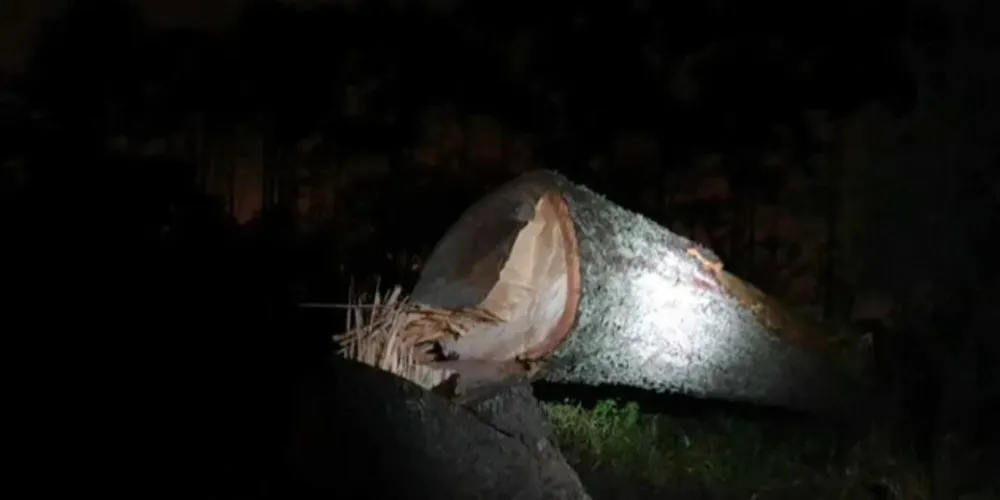 Um dos suspeitos afirmou que cada um iria receber uma quantia em dinheiro pelo corte.