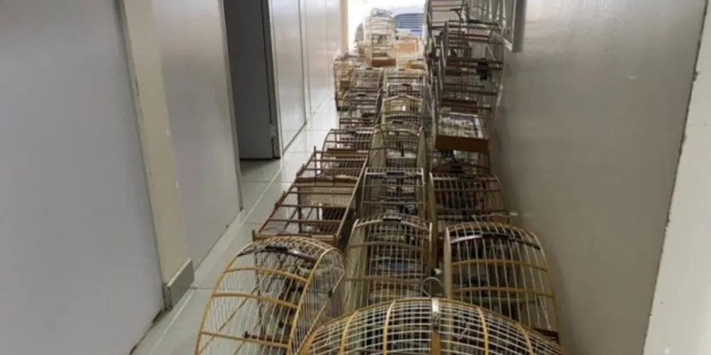 Foram resgatados seis Pintassilgos, 22 Trinca-Ferros, 16 Azulões, cinco Coleirinhos, sete Canários da Terra, três Bicos de Pimenta e um Cardeal.