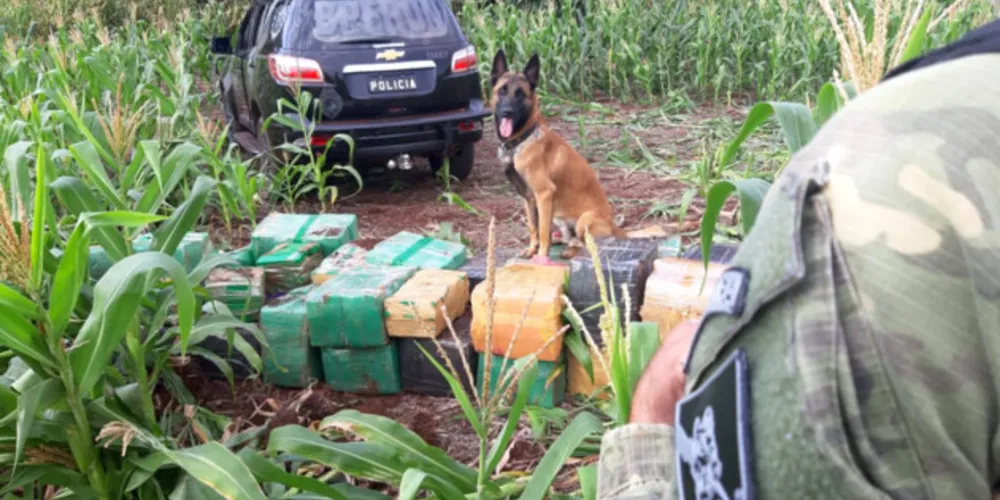 De acordo com os dados da Secretaria, a maconha é o entorpecente mais apreendido.
