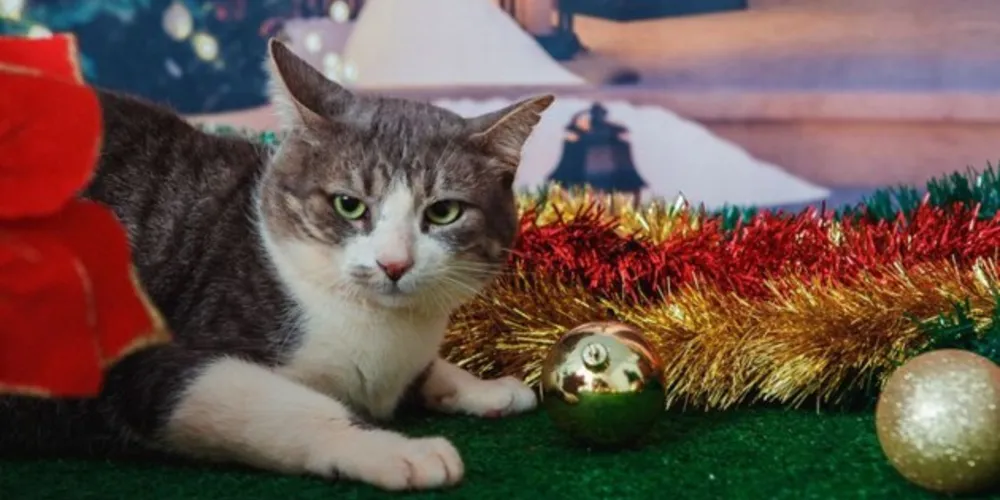 Pets ensaio Natalino