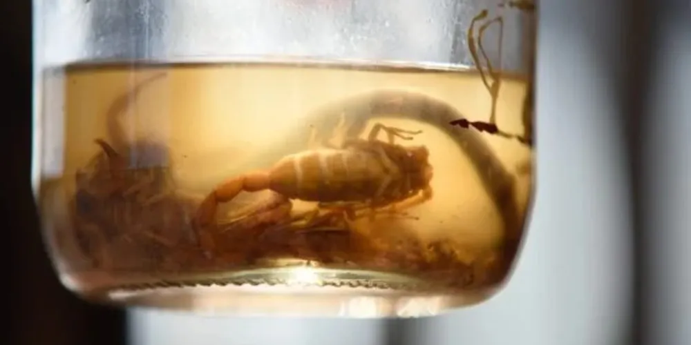 Estudante de 17 anos fazia a prova do Enem quando foi picado na perna por um escorpião amarelo.