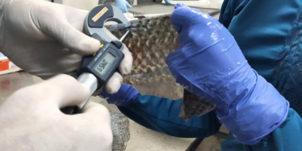 UEM desenvolve estudo de melhoria genética da pele do peixe proporcionando o aumento das fibras colágenas.