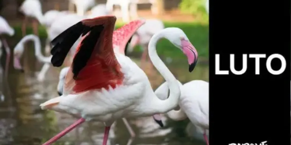 Alguns flamingos vieram a óbito pelo estresse da situação (fenômeno chamado de miopatia de captura). Apenas 4 flamingos estão vivos