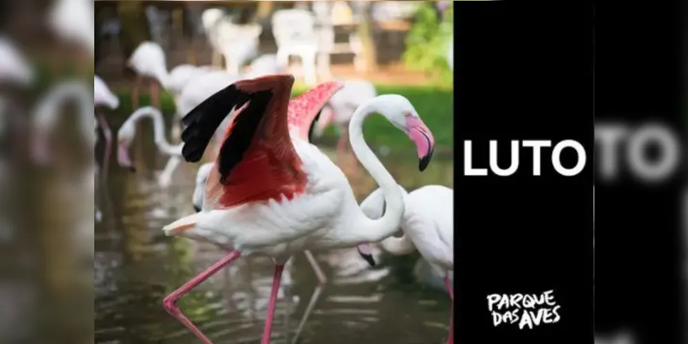 Alguns flamingos vieram a óbito pelo estresse da situação (fenômeno chamado de miopatia de captura). Apenas 4 flamingos estão vivos