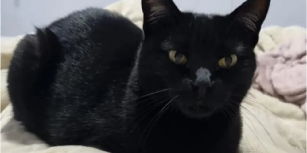 A gatinha Puma está desaparecida desde o dia 21 de janeiro, em Ponta Grossa.