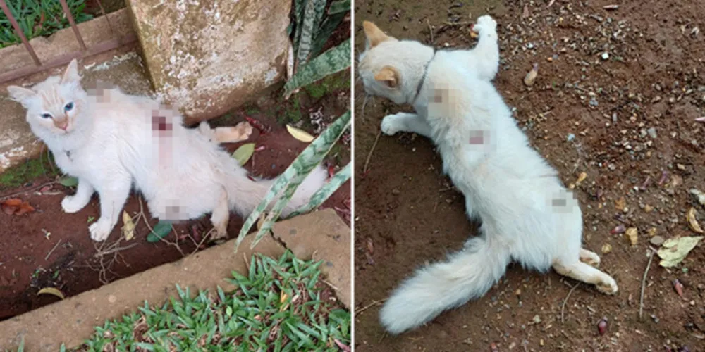 Animal foi atingido por tiros de chumbinho