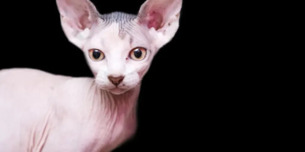 Mulher teria dado o peito ao animal durante um voo nos Estados Unidos