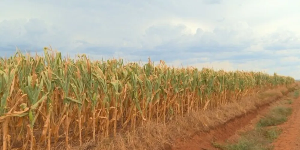 Seca no Sul do país gerou perdas em lavouras de soja e milho, elevando preços dos grãos, que são ração para aves. Com isso, valor do frango pode subir mais