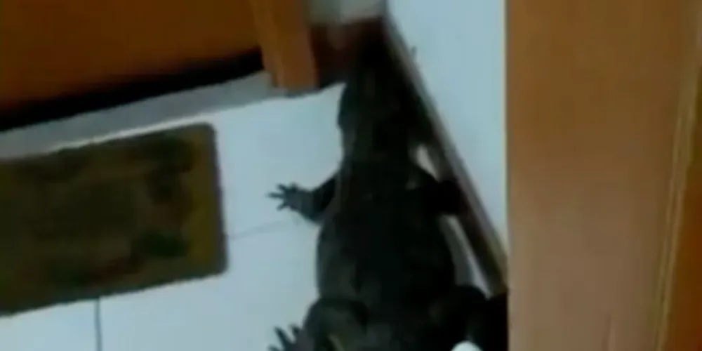 Morador encontra jacaré na porta de apartamento no Recreio dos Bandeirantes, no RJ