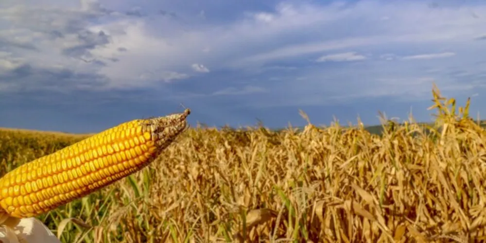A região Oeste foi a mais afetada no Paraná