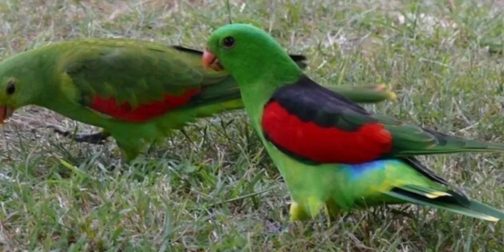 Mangas fermentadas deixaram dezenas de aves bêbadas, que sofrem para voar e escapar de predadores astutos